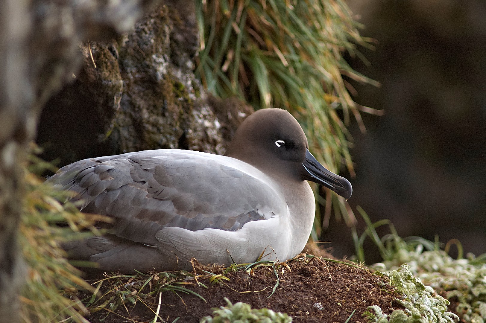 Sooty albatrosses (Phoebetria)