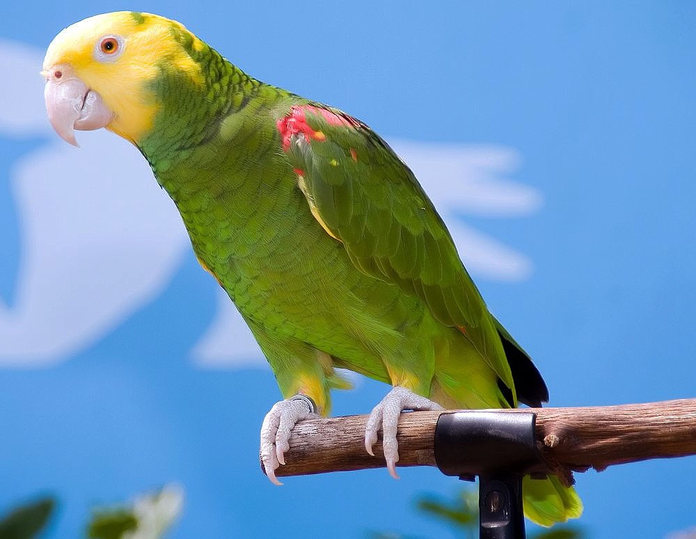 Papagaio-de-cabeça-amarela (Amazona oratrix)