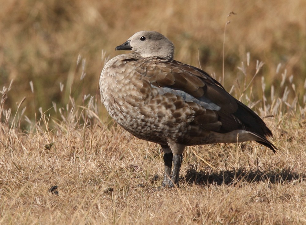 Ganso-de-asa-azul (Cyanochen cyanoptera)