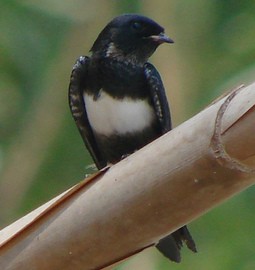 シロオビツバメ (Atticora fasciata)