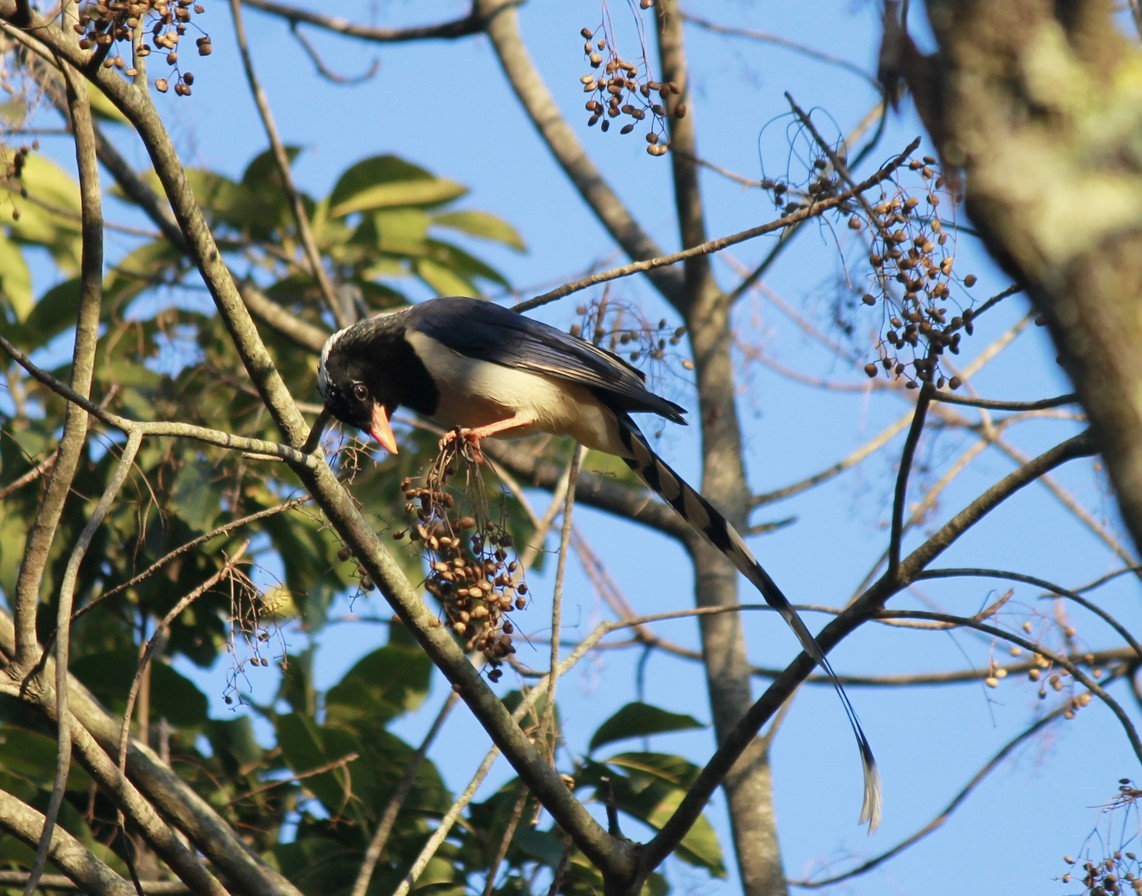 Pega-azul-de-bico-vermelho (Urocissa erythroryncha)