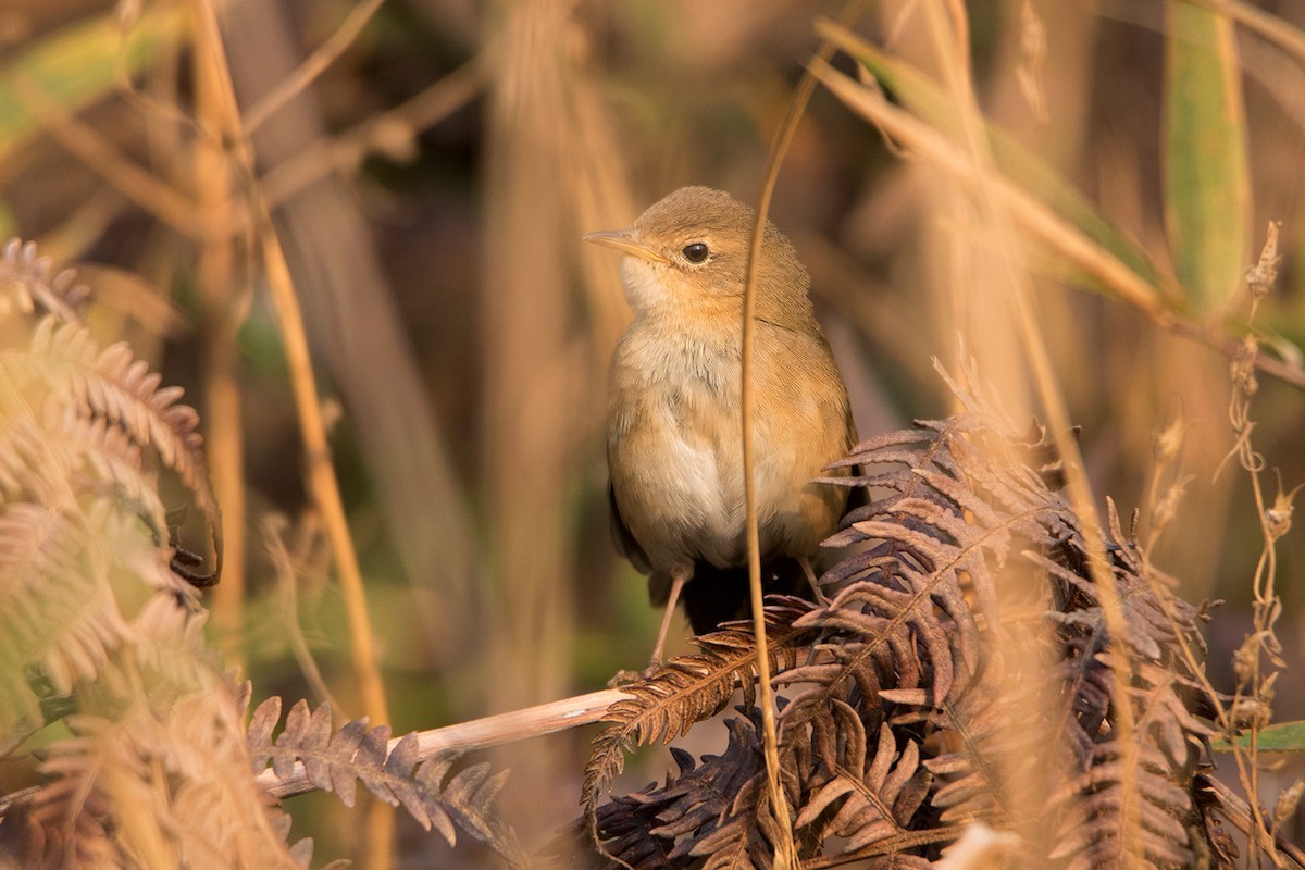 チャイロオウギセッカ (Locustella luteoventris)