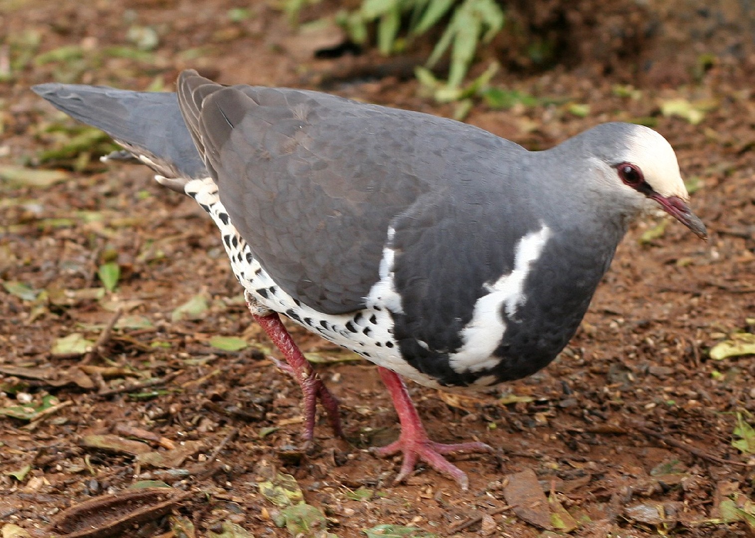 Wonga Pigeon (Leucosarcia)