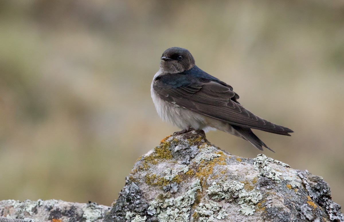 Andorinha-andina (Orochelidon andecola)