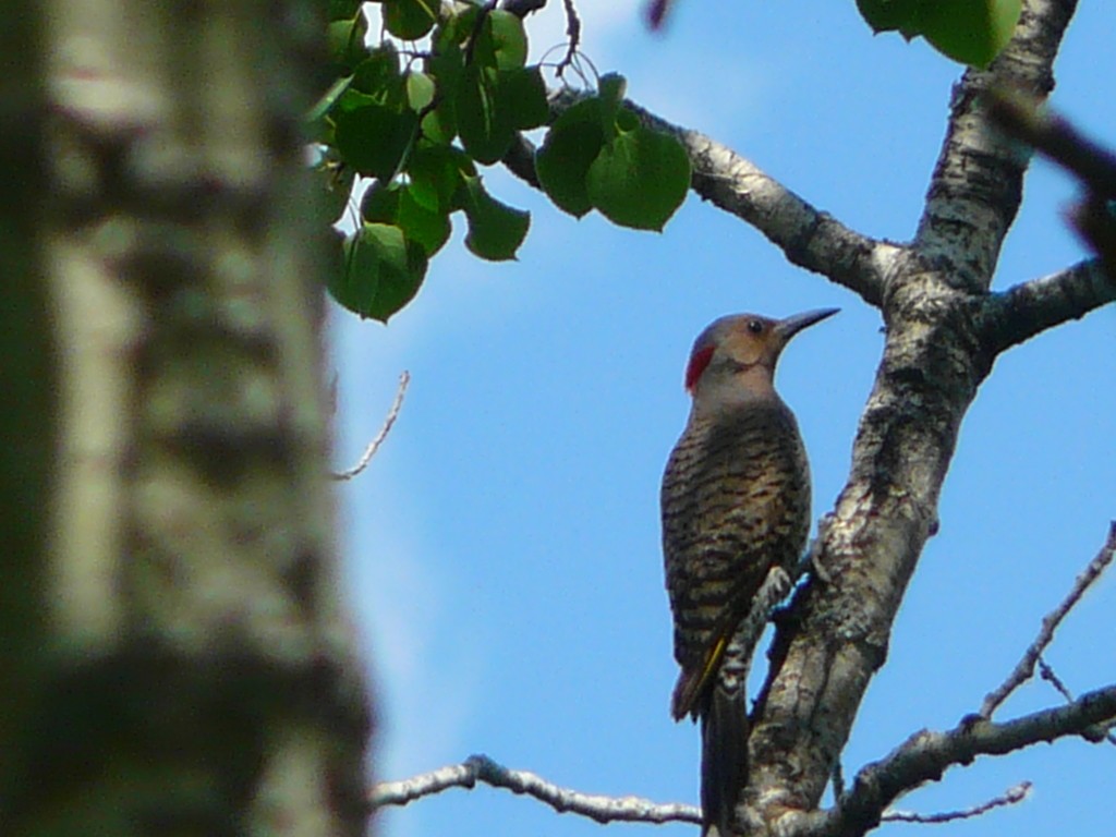 Flickers (Colaptes)