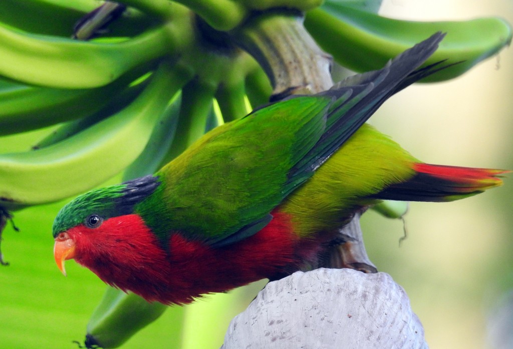 Kuhl's Lorikeet (Vini kuhlii)