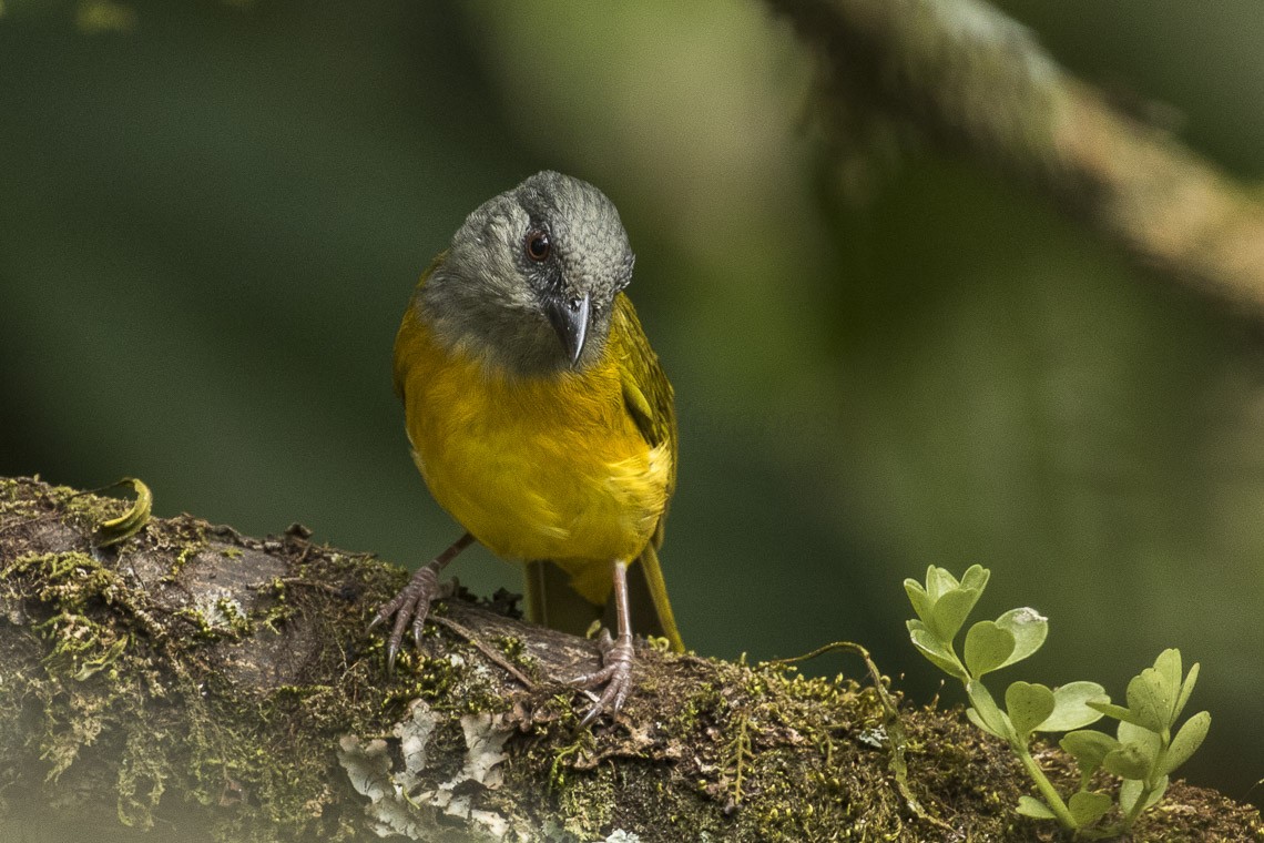 Graukopftangare (Eucometis penicillata)