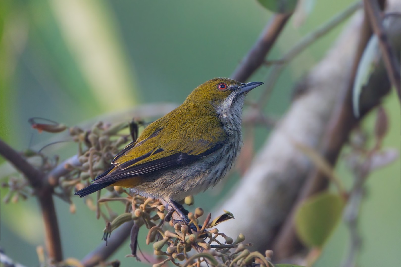 Yellow-vented Flowerpecker