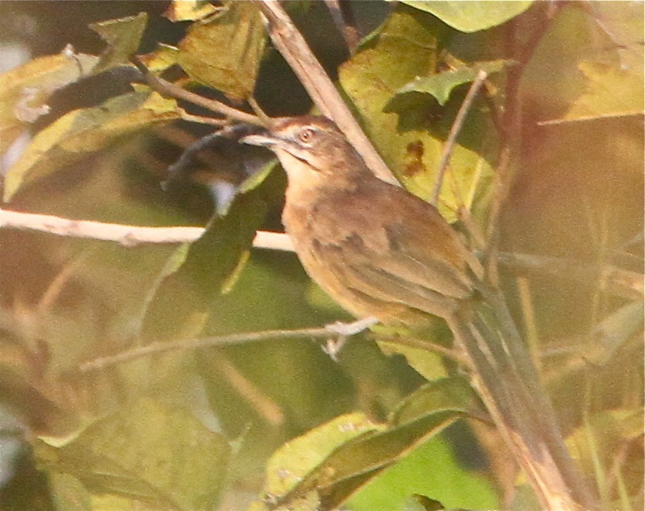 Moustached Grass Warbler (Melocichla)