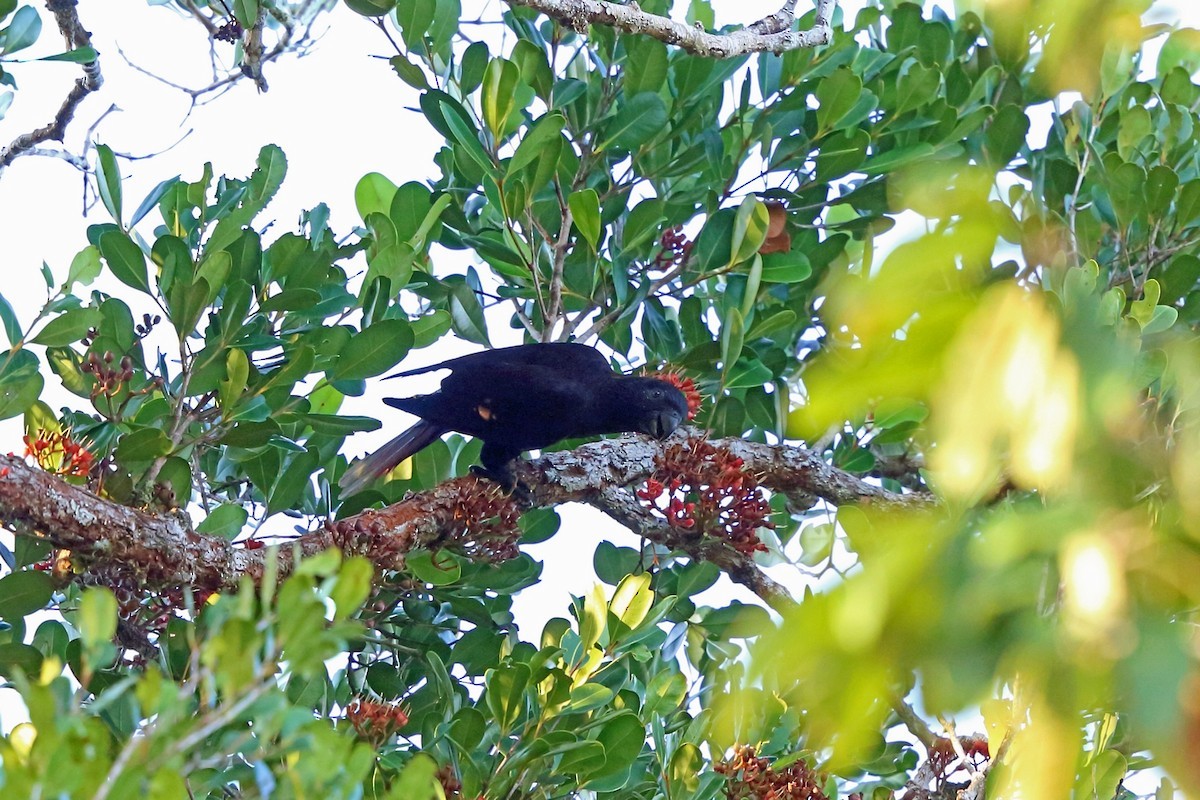 Lori Negro (Chalcopsitta atra)