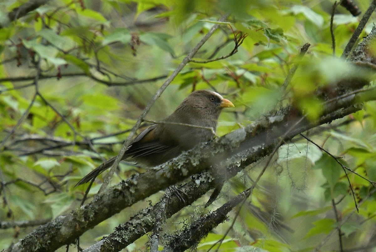 Psittorinco maggiore (Conostoma aemodium)