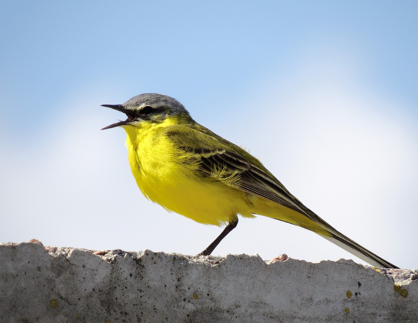 Wiesenschafstelze (Motacilla flava flava)