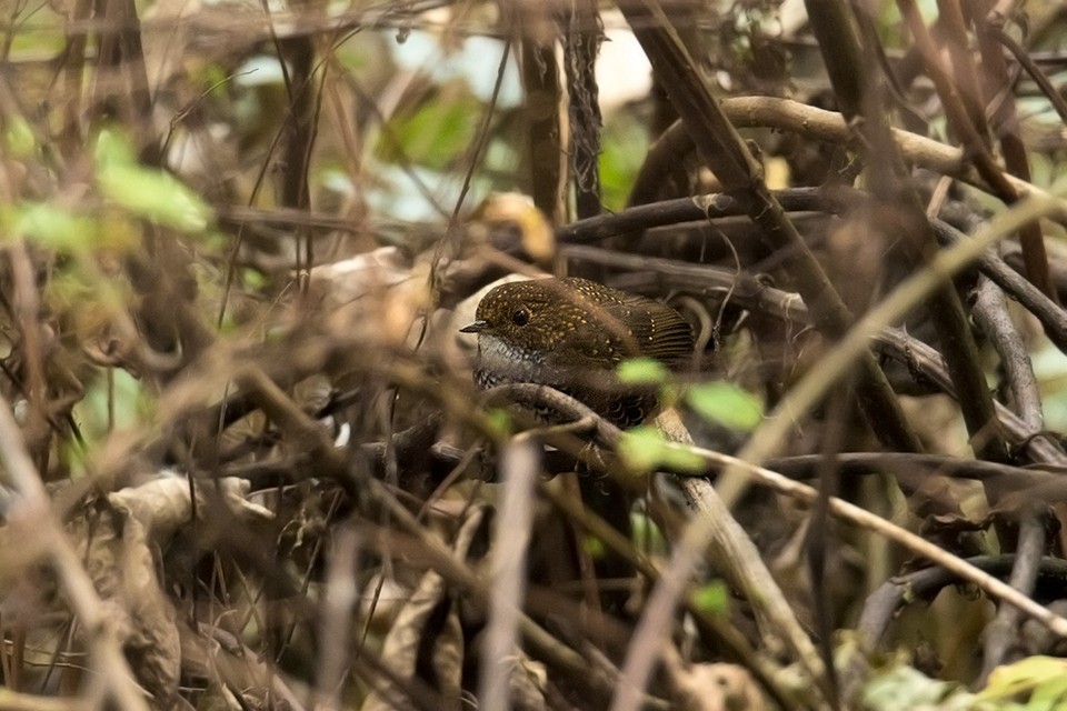 ヒメサザイチメドリ (Pnoepyga albiventer)