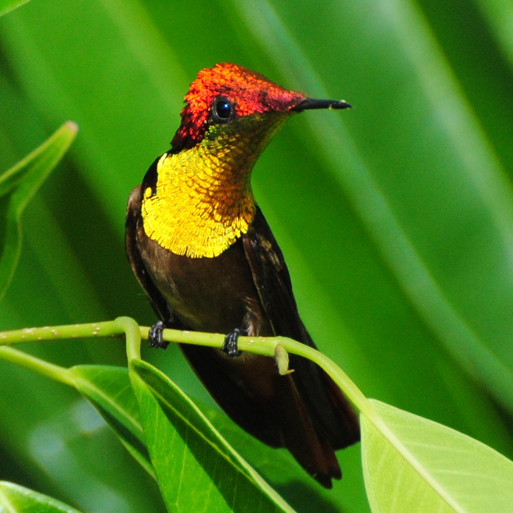 Beija-flor-vermelho (Chrysolampis mosquitus)