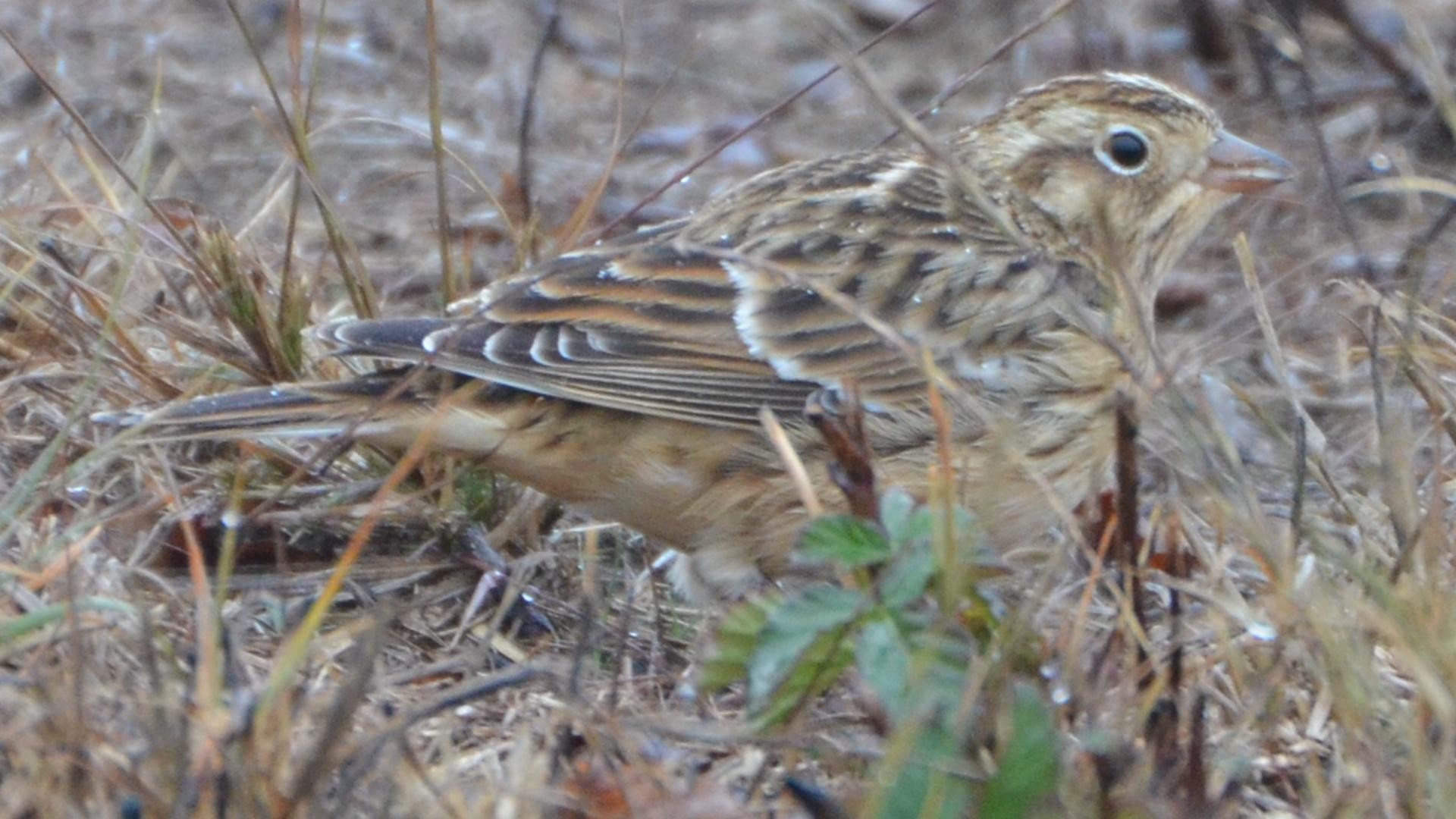 Smith's Longspur (Calcarius pictus)