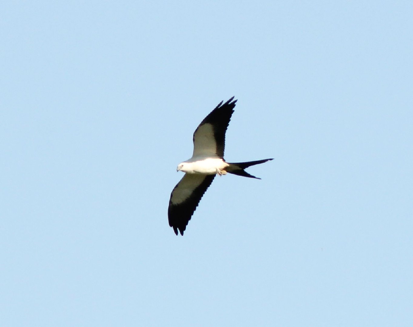 Swallow-tailed Kites (Elanoides)