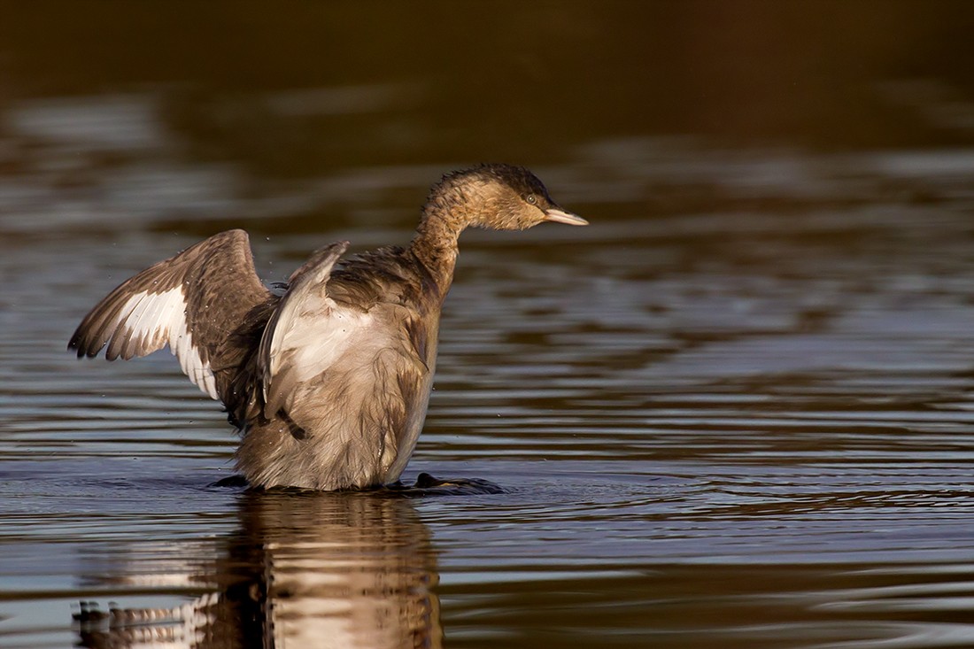 Haarschopftaucher (Poliocephalus poliocephalus)