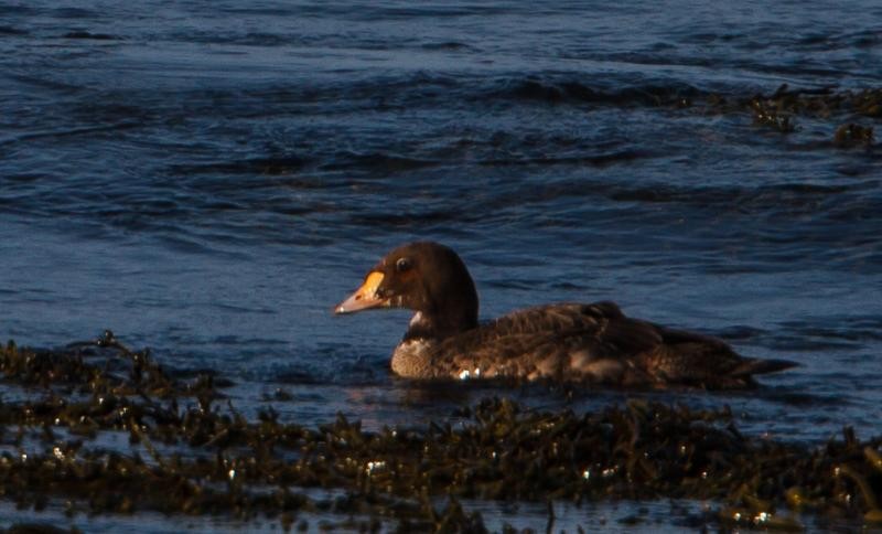 Eider à tête grise (Somateria spectabilis)