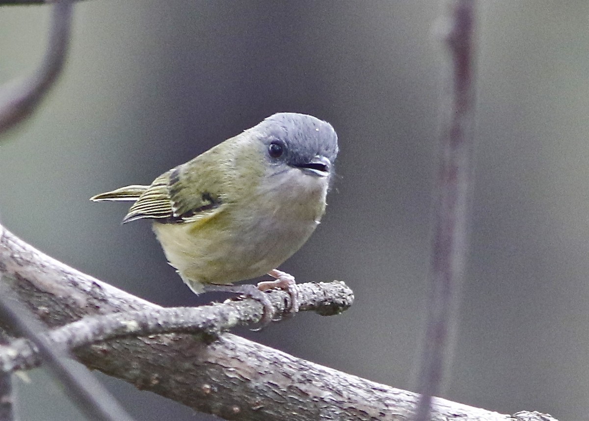 Green Shrike-babbler (Pteruthius xanthochlorus)