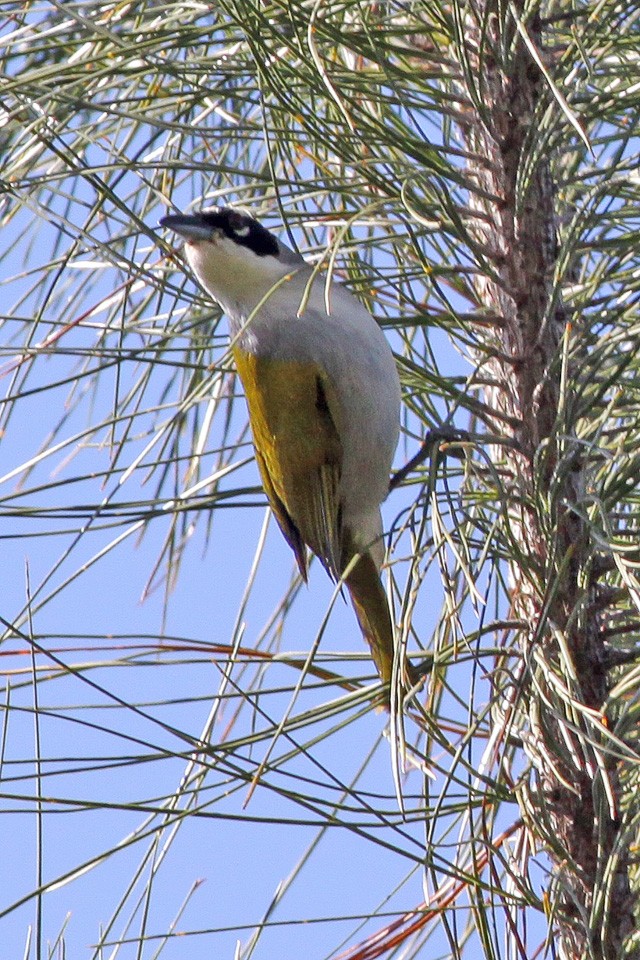 Черношапочная пальмовая танагра (Phaenicophilus palmarum)