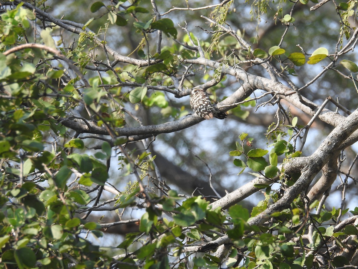 Yungipicus nanus (Yungipicus nanus)