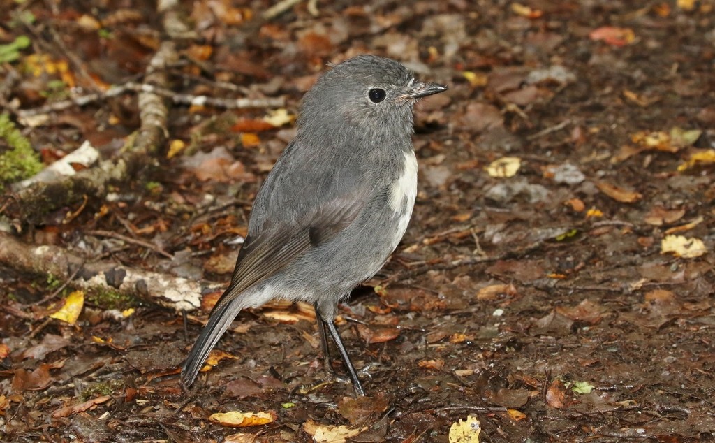 South island robin (Petroica australis australis)