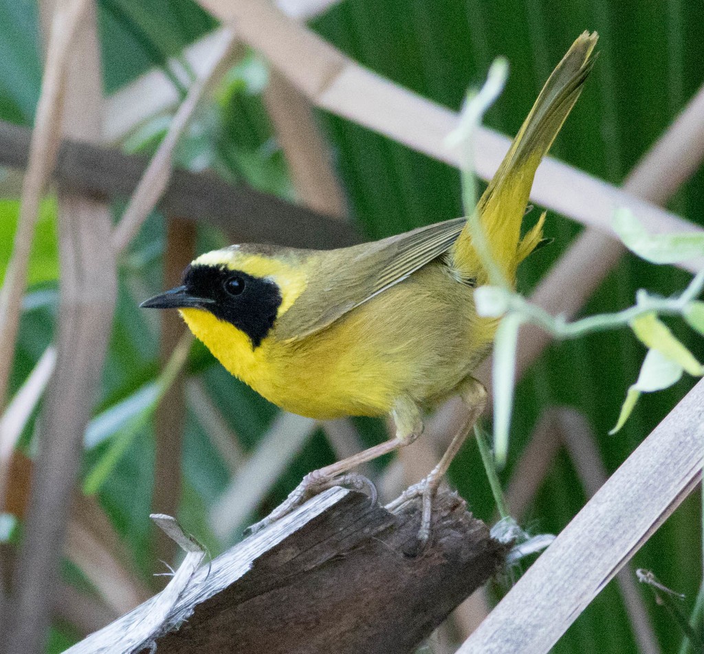 Belding's Yellowthroat (Geothlypis beldingi)