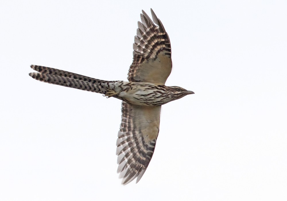 Pacific Long-tailed Cuckoo (Urodynamis)