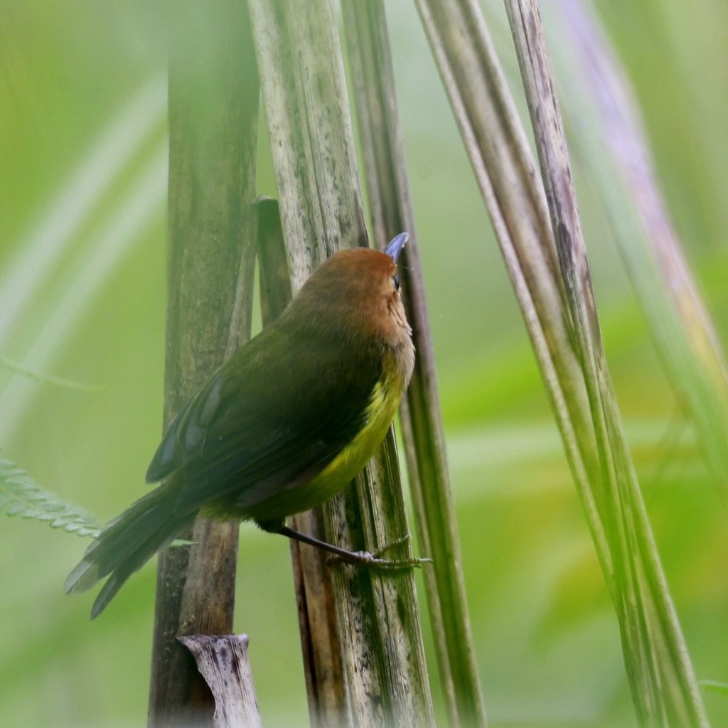 Felosa-de-cabeça-ruiva (Phyllergates heterolaemus)