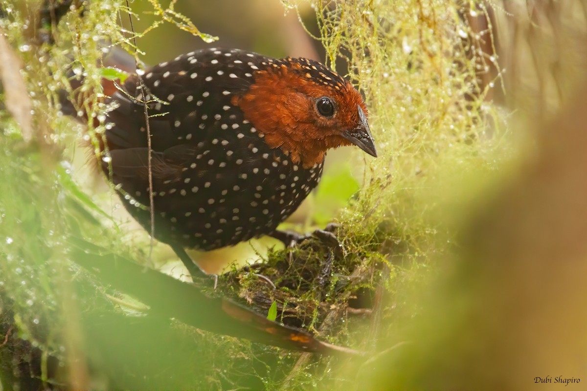 Ocellated Tapaculo (Acropternis)