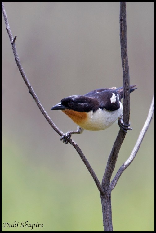 Witstuittangare (Cypsnagra hirundinacea)