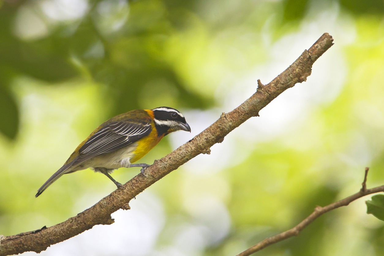 Puertoricaanse Spindalis (Spindalis portoricensis)