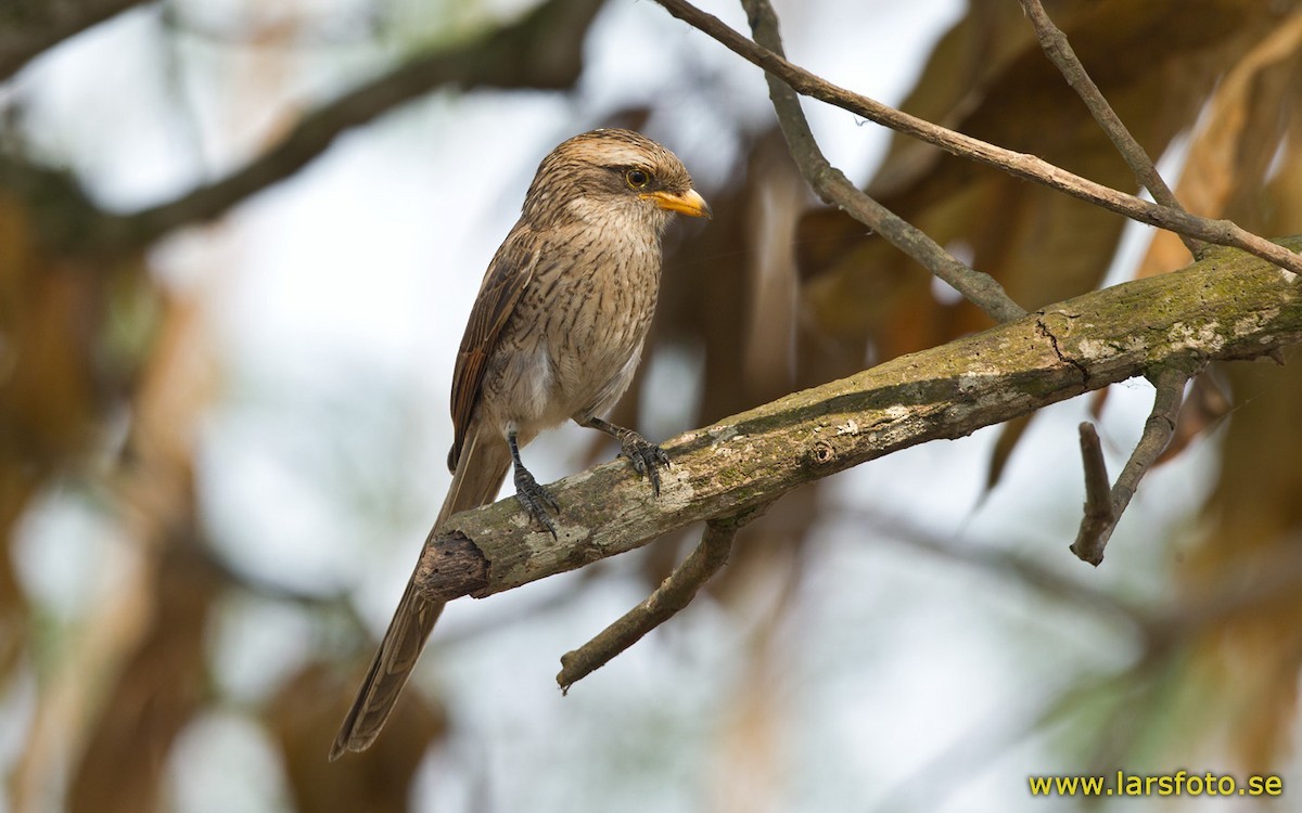 Geelsnavelklauwier (Corvinella corvina)