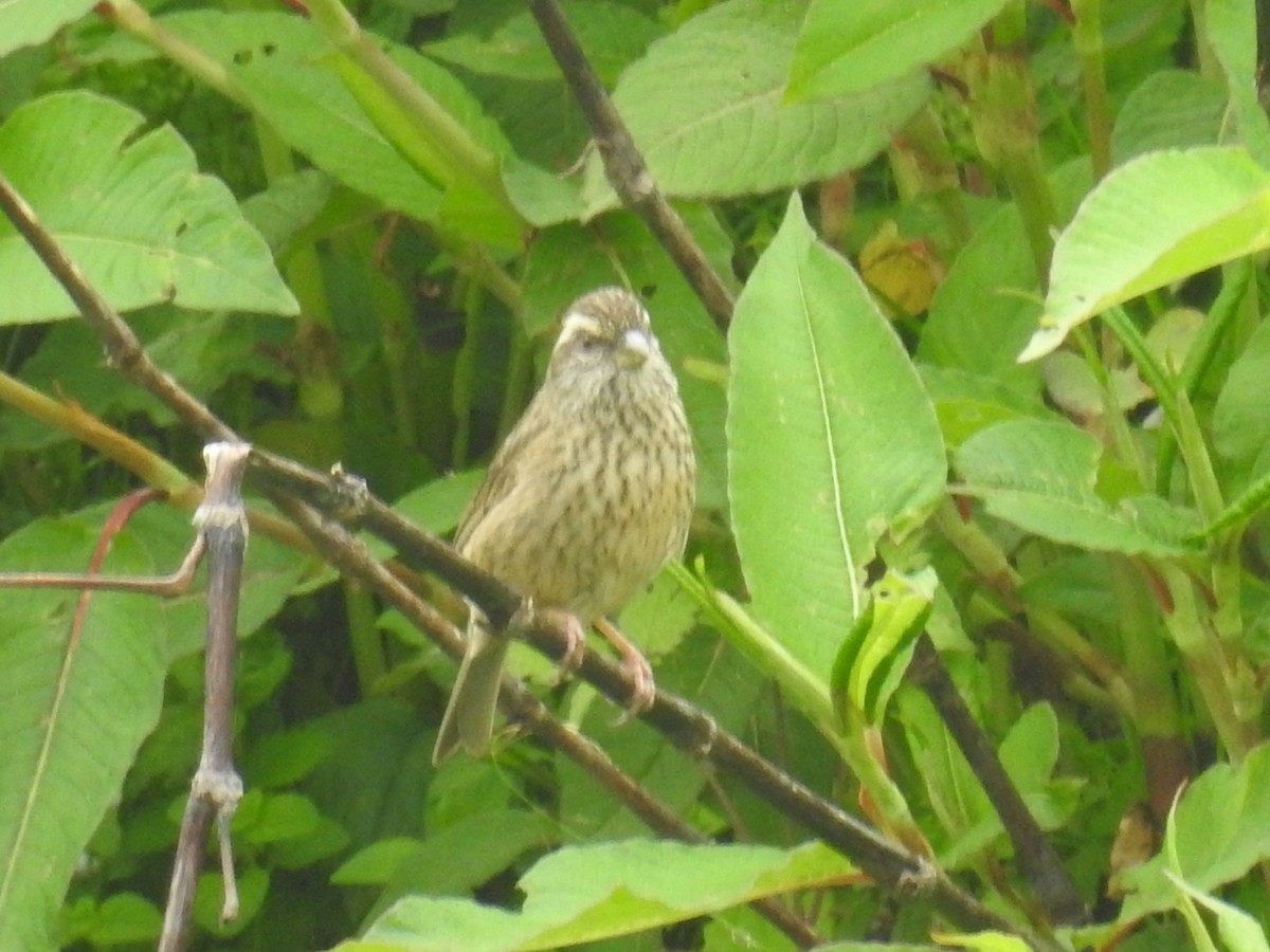 Camachuelo cejirrosado (Carpodacus rodochroa)