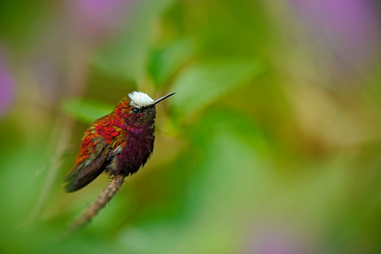 Snowcap (Microchera)