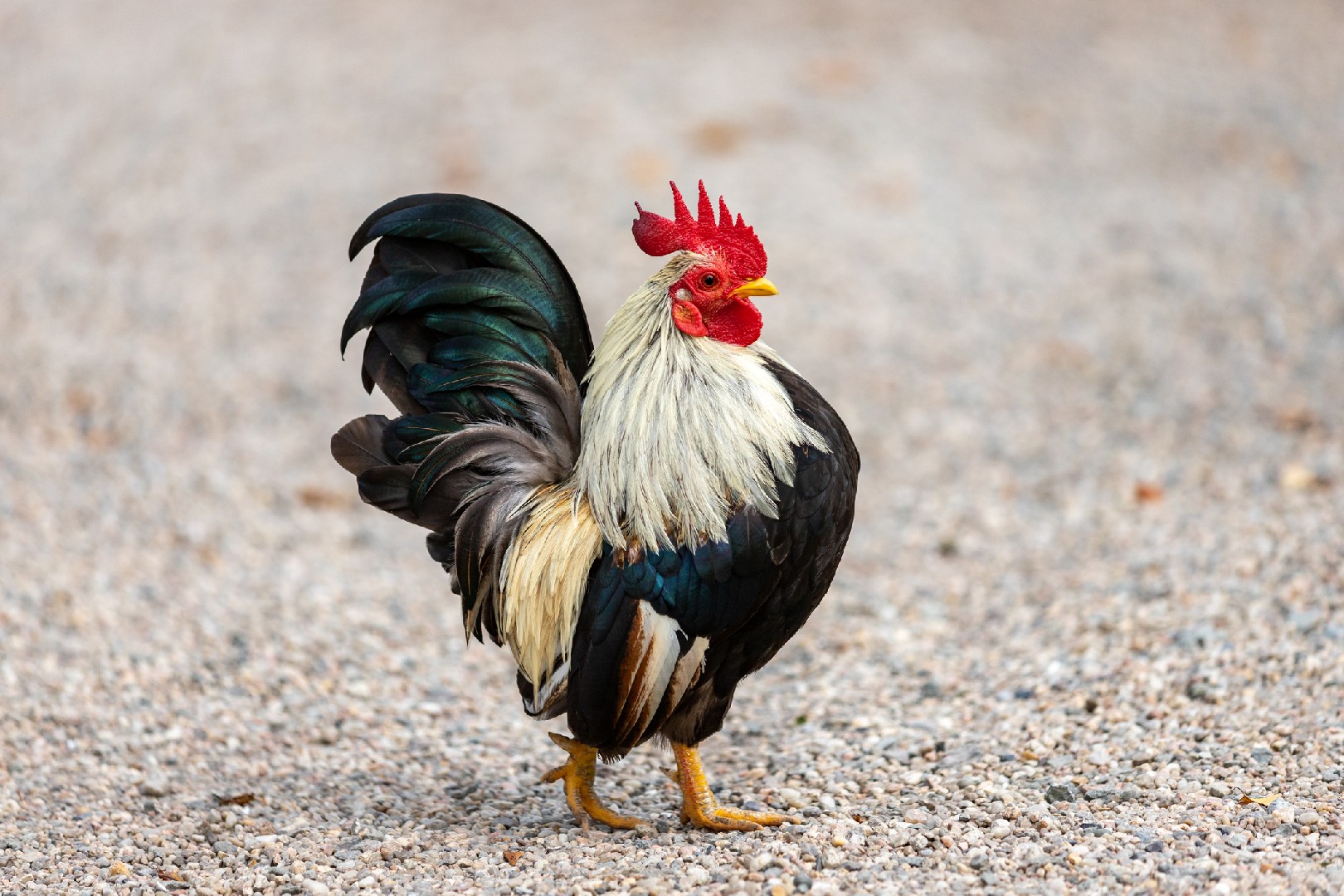 Gallus gallus domesticus 'Old English Game' (Gallus gallus domesticus 'Old English Game')
