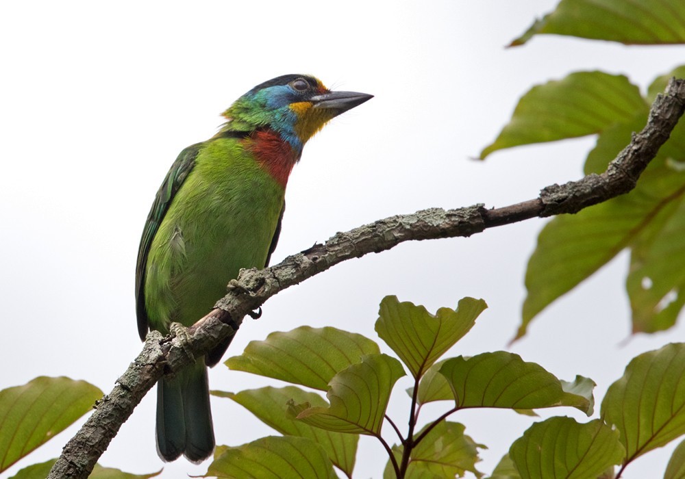 Taiwanbartvogel (Psilopogon nuchalis)