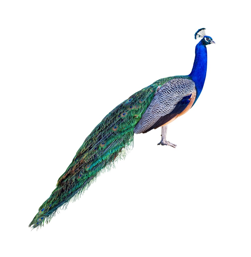 Pavo real común (Pavo cristatus)