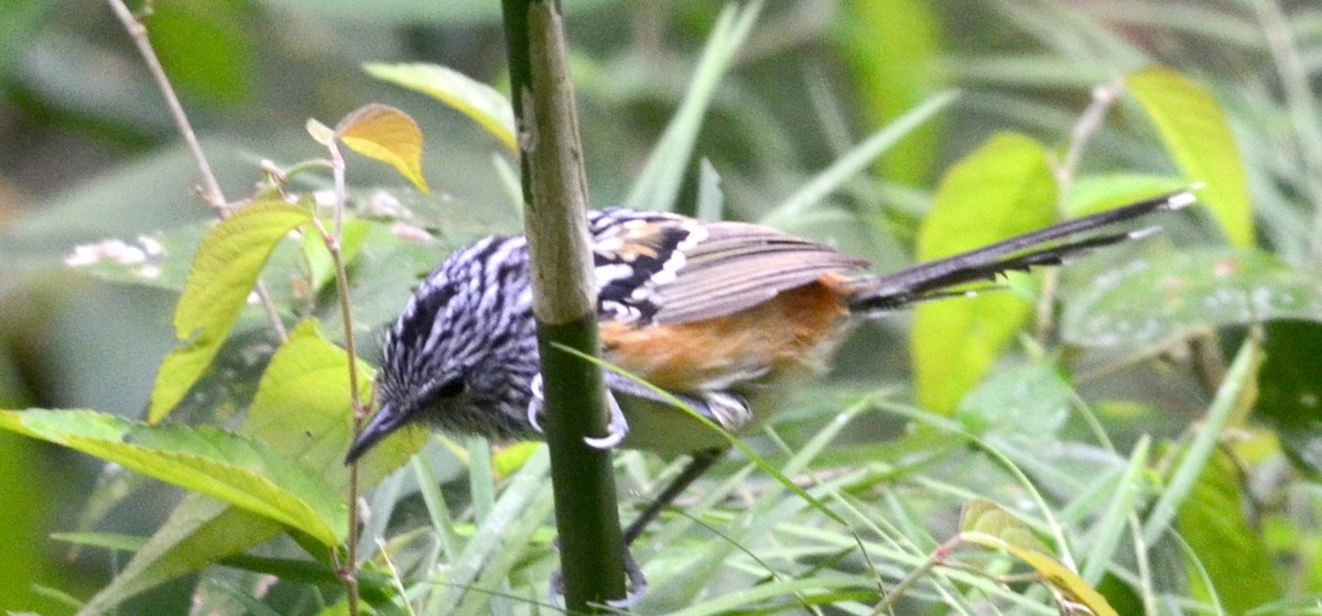 Long-tailed antbirds (Drymophila)