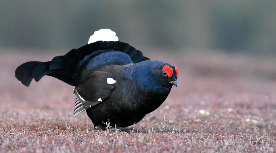 Black and Caucasian Grouse (Lyrurus)