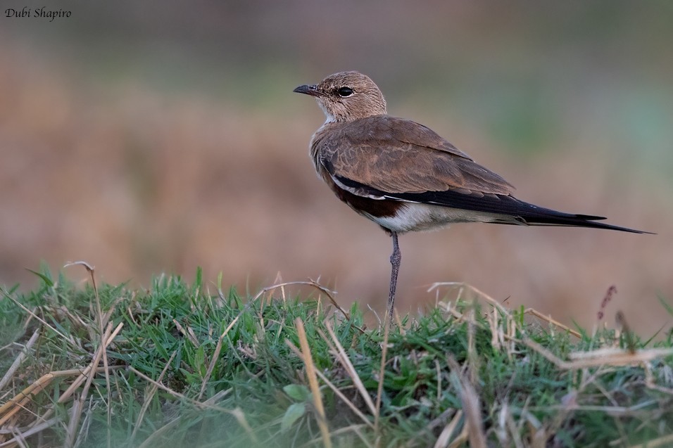 Australian Pratincole (Stiltia)