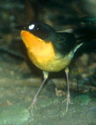 Forest robin