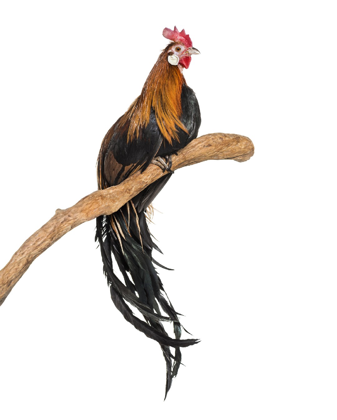 Gallus gallus domesticus 'Phoenix' (Gallus gallus domesticus 'Phoenix')