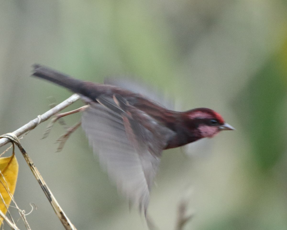 Procarduelis (Procarduelis)