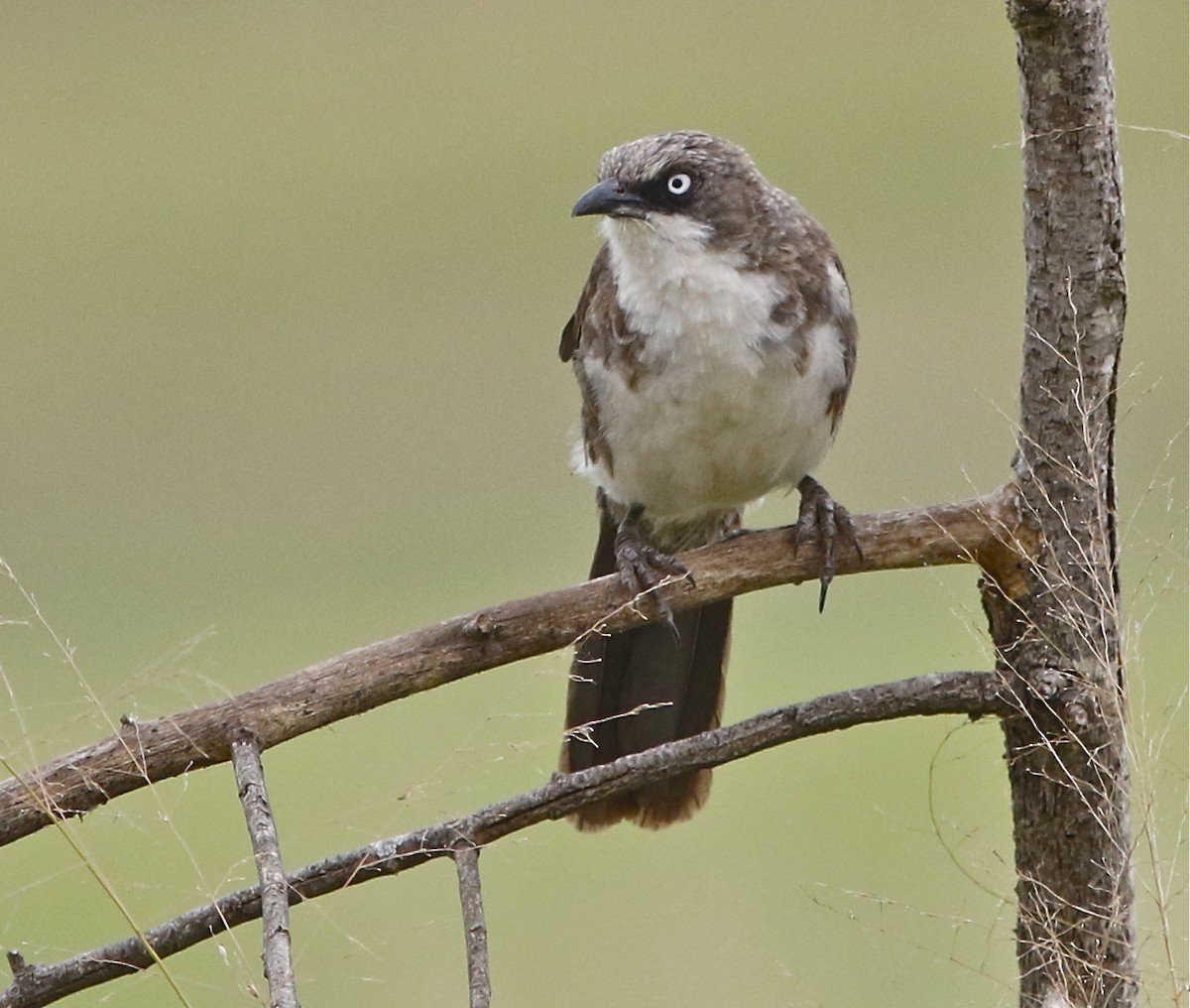 北方斑鶇鶥 (Turdoides hypoleuca)