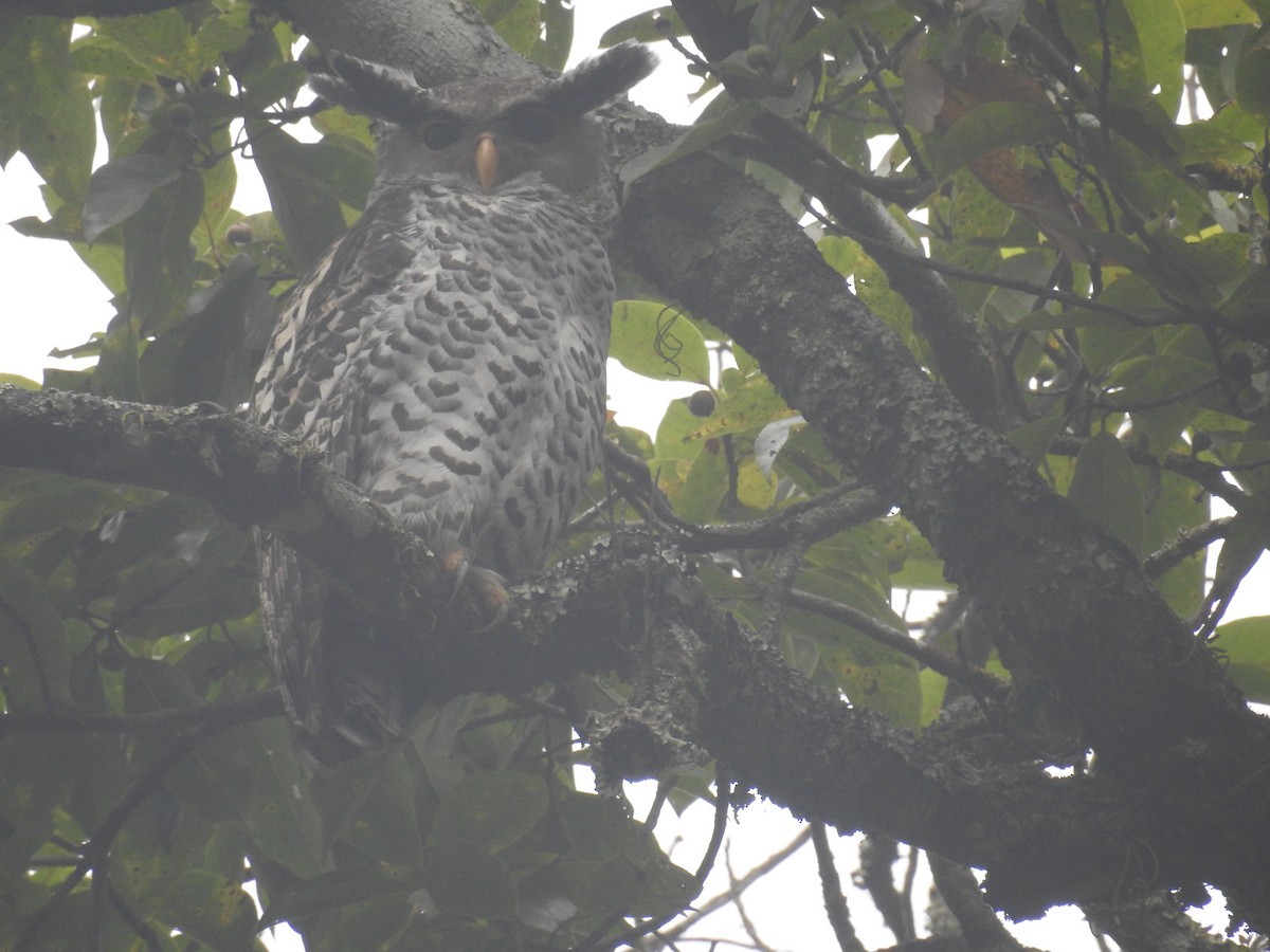 Búho Nepalí (Bubo nipalensis)