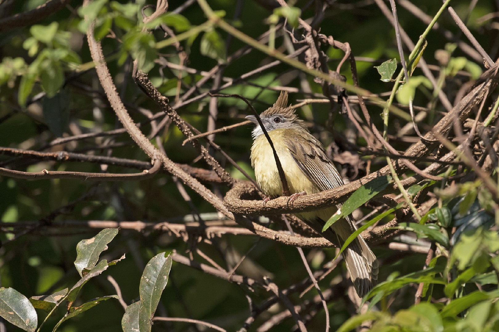 Bleke Baardbuulbuul (Alophoixus pallidus)