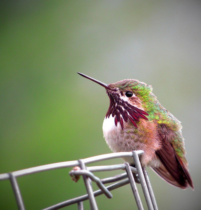 Colibrí calíope (Selasphorus calliope)