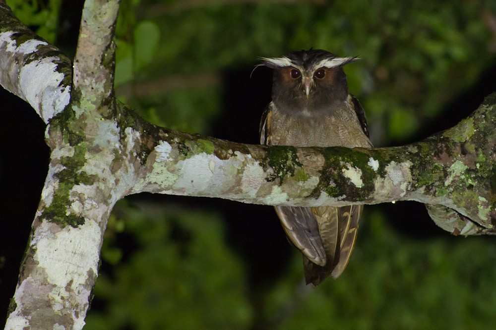 Búho cuernos blancos (Lophostrix)