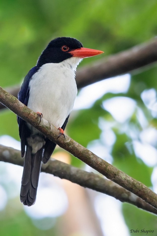 Alción culiblanco (Caridonax fulgidus)